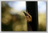 American redstart