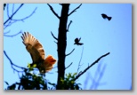 Red-tailed hawk chased off by red-winged backbirds