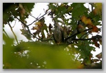 Sharp-shinned hawk