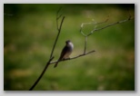 Eastern phoebe