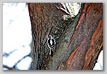 Downy woodpecker (female)