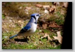 Blue Jay