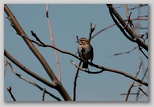 Song sparrow