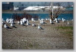 Ring beaked gulls