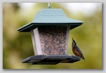 Red-breasted nuthatch