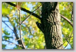 Yellow-bellied sapsucker