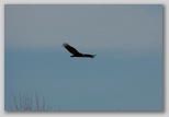 Turkey vulture