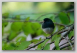 Junco