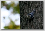 White-breasted nuthatch