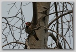 Northern Flicker