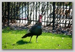 Wild turkey