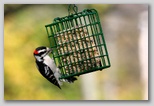 Downy woodpecker (male)