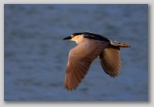 Black-crowned night heron