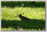 Cardinal (famale)