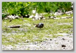 White-crowned sparrow