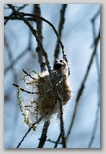 Baltimore Oriole in a nest