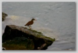 Spotted sandpiper