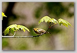 Cape May Warbler