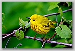 Yellow warbler