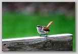 Carolina wren