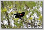 Red-winged blackbird (male)