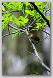 Winter wren