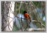 Baltimore oriole