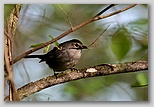 Catbird with nesting material