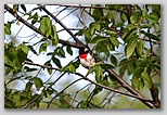 Rose-breasted grossbeak