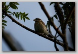 Rose-breasted grossbeak (female)