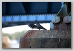 Pigeons under the North Bridge