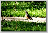 American robin