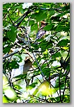 Cedar Waxwings