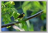 Common yellowthroat warbler