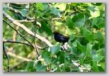 Brown-headed cowbird (male)