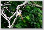 Great-crested flycatcher