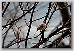 American tree sparrow