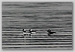 Buffleheads (two male one female)