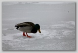 Mallard on ice