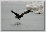 Bald eagle (immature)