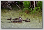 Wood Duck (female) with ducklings