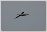 Caspian tern