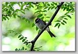 Chipping sparrow