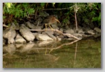 Green Heron