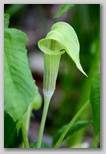 Jack-in-the-pulpit