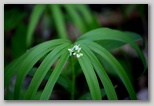 Star flowered solomon' seal