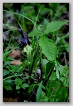 Jack-in-the-pulpit