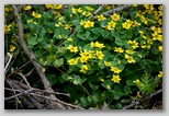 Marsh Marigold