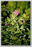 Downy willow herb