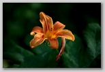 Tiger lily